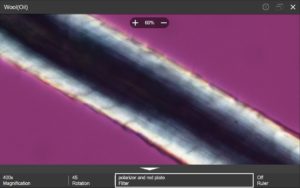 Microscopic image of wool in oil. Filter creates a purple background.