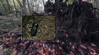 Photo of virtual field trip with embedded video screenshot of an organism