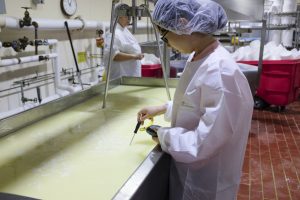 A student from Cornell University learning the science and art of cheesemaking. She is in a lab with a large container of cheese. 