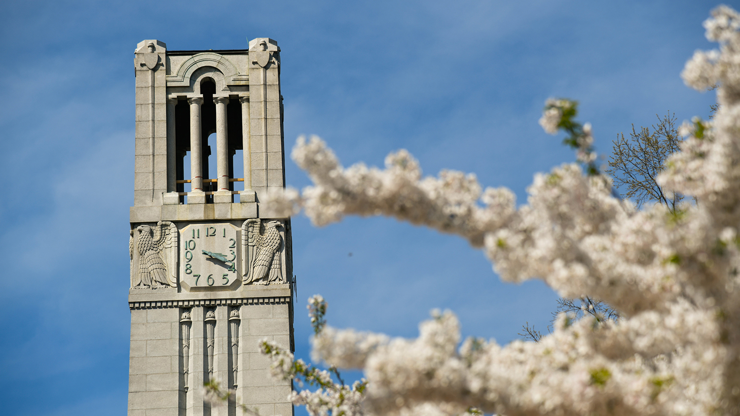 Belltower framed by white blooms on a tree in spring.