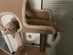 A cat lays upside down in a cat tower.