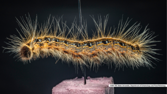 An eastern tent caterpillar with long hairs and a bright orange and black body.