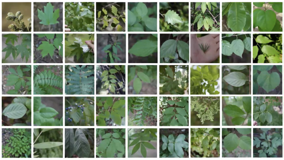 Various plants that FOR 339 students identify.