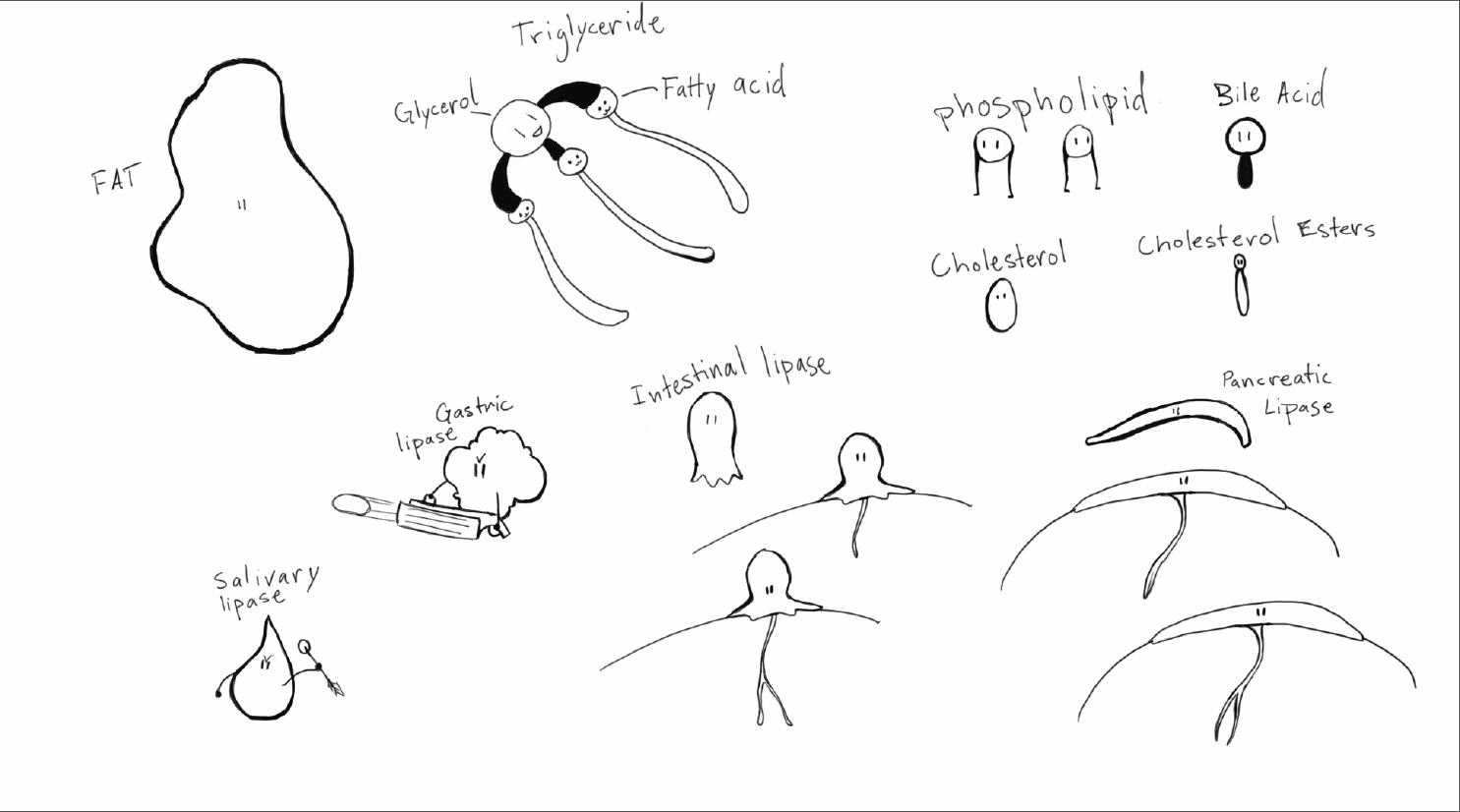 A character model sheet for the lipid digestion characters