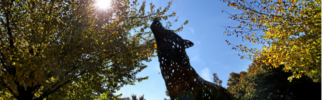 Copper wolves on campus in the fall.