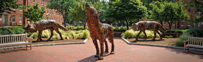 Campus copper wolves.